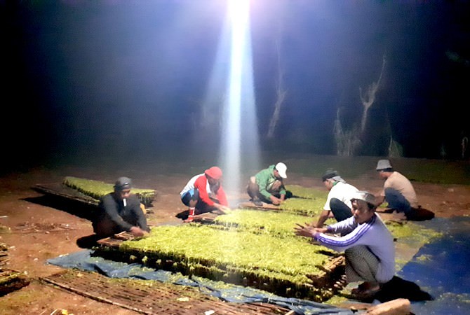 Tembakau Lokal Lebih Berkualitas