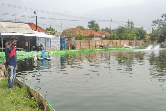 Pembudi Daya Udang Kesulitan Bibit