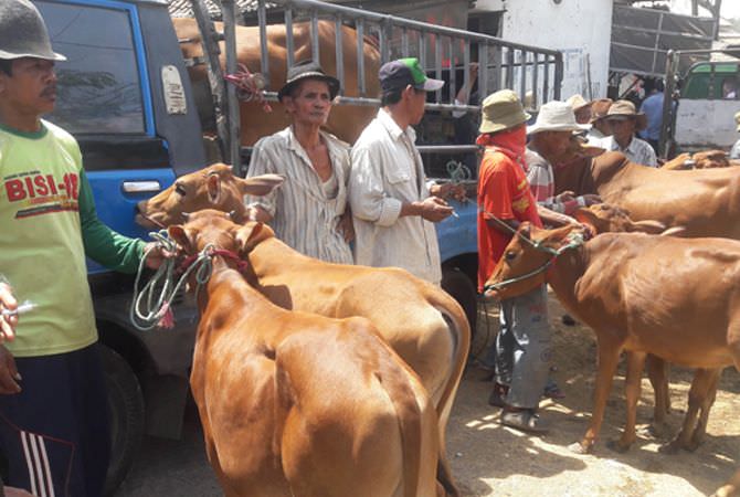 Populasi Sapi Madura Harus Dijaga