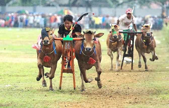 Ratusan Pasang Sapi Berebut Piala Bupati