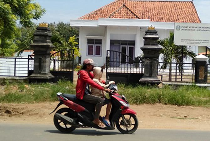Kator Puskeswan Ketapang Mubazir