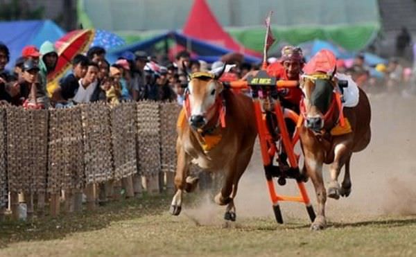 Lestarikan Budaya Leluhur Madura, Polda Jawa Timur Gelar Karapan Sapi