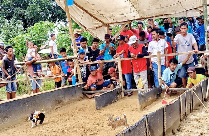 Menyaksikan Riuhnya Karapan Kelinci yang Kian Digemari Masyarakat