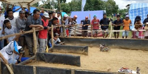 Warga Keluhkan Minimnya Perhatian Pemerintah terhadap Karapan Kelinci