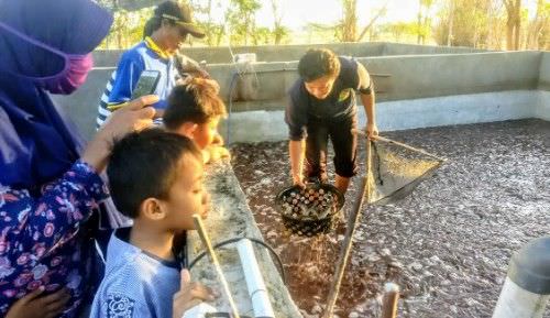 Agar Usahanya Tak Rugi, Ini Yang Dilakukan Pembudidaya Ikan Lele