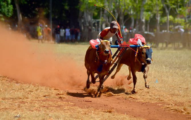 Menuju Gelaran Karapan Sapi Tingkat Kabupaten