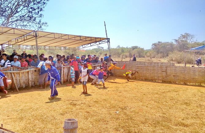 96 Kambing Ikuti Seleksi Madura Cup