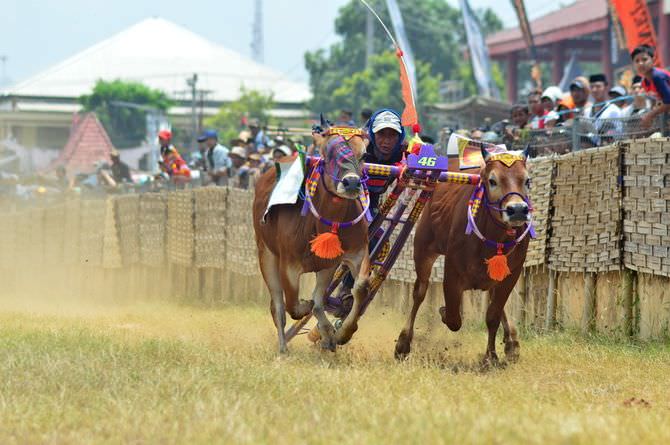 Krisis Joki Karapan Sapi Geser Jadwal Visit