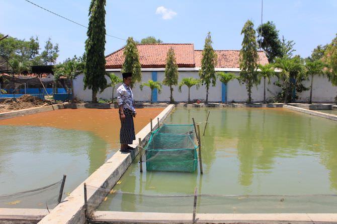 Jual Bibit dan Ikan Konsumsi