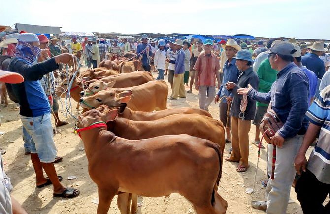 Sapi Madura Mayoritas Sudah Kawin Silang