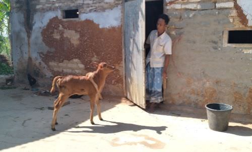 Anak Sapi Berkaki Lima di Sumenep Sita Perhatian Warga