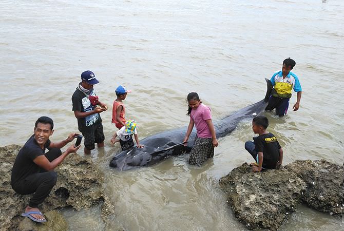 52-paus-pilot-tersesat-3-ekor-selamat-49-berujung-maut