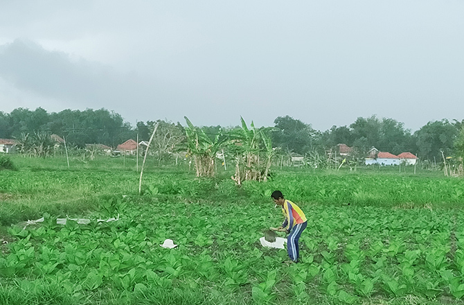 KERJA KERAS: Petani merawat tanaman tembakau di Desa Dasok, Kecamatan Pademawu, Pamekasan. (ANIS BILLAH/RadarMadura.id)