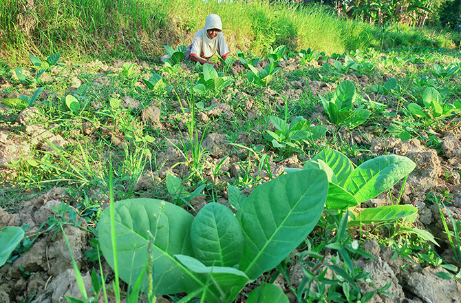 DIOPENI: Petani merawat tanaman tembakau di Desa Bettet, Pamekasan. (ANIS BILLA/RadarMadura.id)