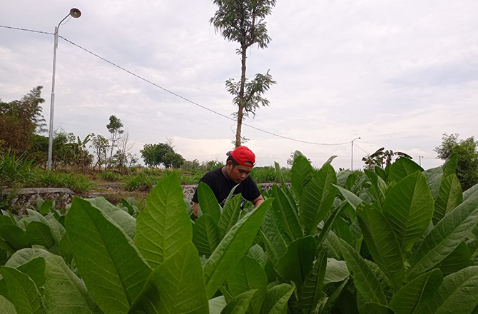 SEHAT: Warga mengecek tanaman tembakau di Desa Tanggumong, Kecamatan Sampang, kemarin. (ROSYI/Radarmadura.id)