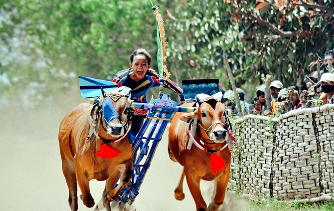 LESTARIKAN TRADISI: Seorang joki memacu sepasang sapi di lintasan menuju garis finis. (WONDERFUL SAMPANG UNTUK RadarMadura.id)