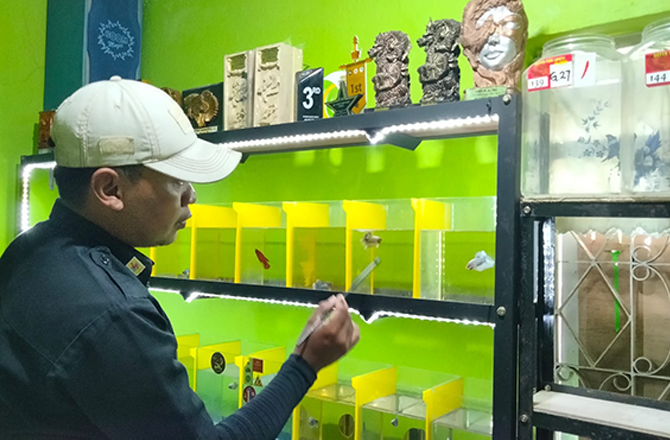 BERHARGA: Herman sedang flaring ikan cupang peliharaannya di rumahnya kemarin. (AYU LATIFAH/Radarmadura.id)