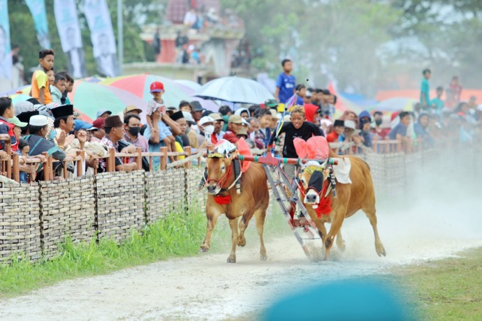 KARAPAN SAPI: Pejoki memacu sepasang sapi di lintasan garis finis di lapangan RP Moch. Noer Bangkalan, Minggu (26/2). (VIVIN AGUSTIN HARTONO/JPRM)