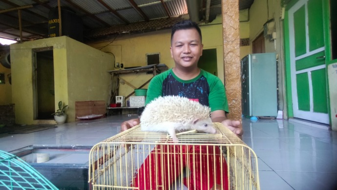 BERDURI: Moch. Supriadi merawat landak di rumahnya, Desa Banyuajuh, Kecamatan Kamal, Bangkalan, Selasa (25/4). (AYU LATIFAH/RadarMadura.id)