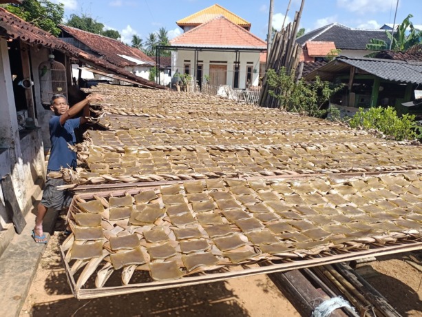 BERJEJER: Zainudin, warga Desa Gapura Barat, Kecamatan Gapura, sedang mengecek kerupuk poli yang dijemur di belakang rumahnya, Kamis (20/4). (MOH. IQBAL/JPRM)