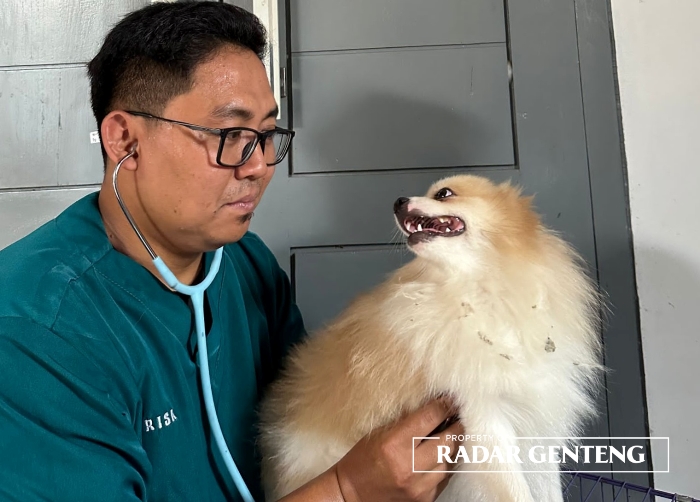 ANJING GILA: drh Risa Isna Fahziar memberikan injeksi vaksin rabies ke salah satu anjing milik pasiennya di tempat praktiknya Dusun Jenisari, Desa Genteng Kulon, Kecamatan Genteng, Senin (19/6).