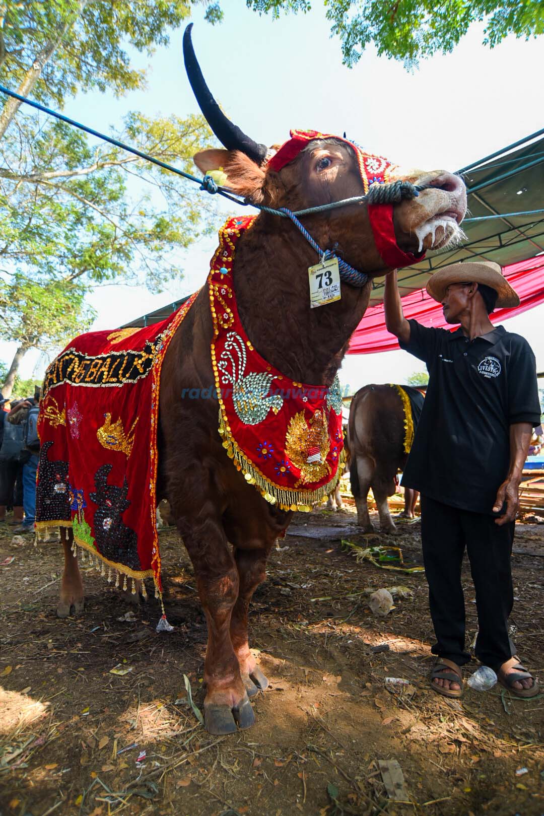 JUARA 2: Sapi kereman milik Viki asal Wongsorejo meraih juara dua dengan nilai 1.347.