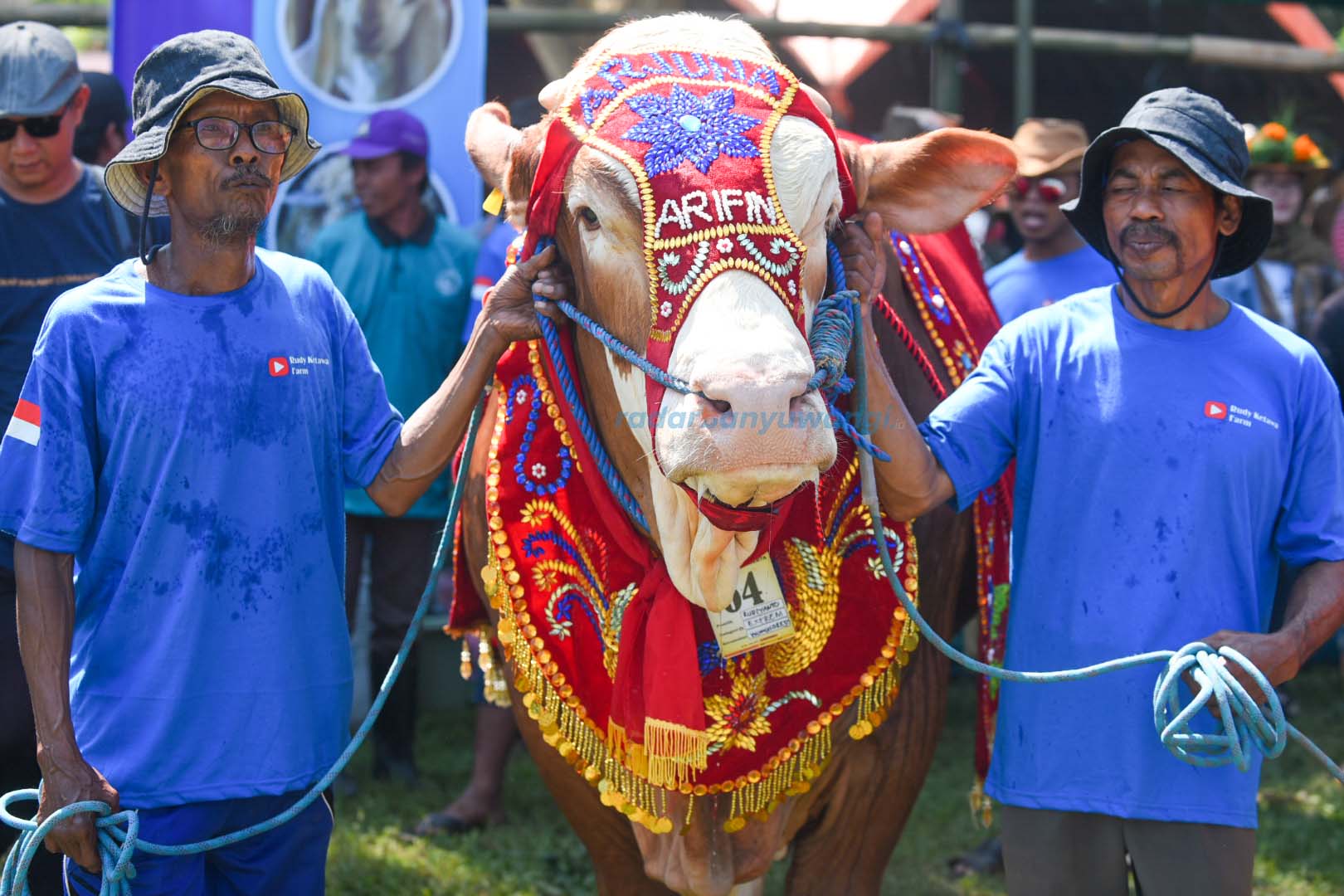 USIA TIGA TAHUN: Sapi berjenis Simental menjuarai Banyuwangi Livestock Contest 2023 untuk kategori ekstrem. Sapi milik Rudiyanto&nbsp;ini berbobot 1,136 ton.