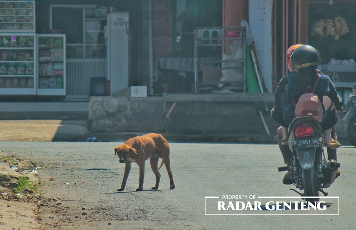 BERDAMPINGAN: Salah satu anjing peliharaan warga berkeliaraan di di sepanjang jalan Desa Tulungrejo, Kecamatan Glenmore Selasa (20/6).