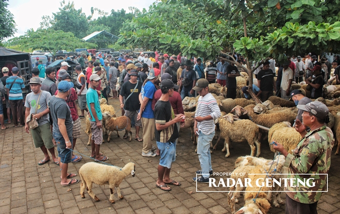JUAL BELI: Para pedagang dan pembeli kambing cukup ramai di Pasar Hewan Dusun Resomulyo, Desa Genteng Wetan, Kecamatan Genteng Selasa (20/6).