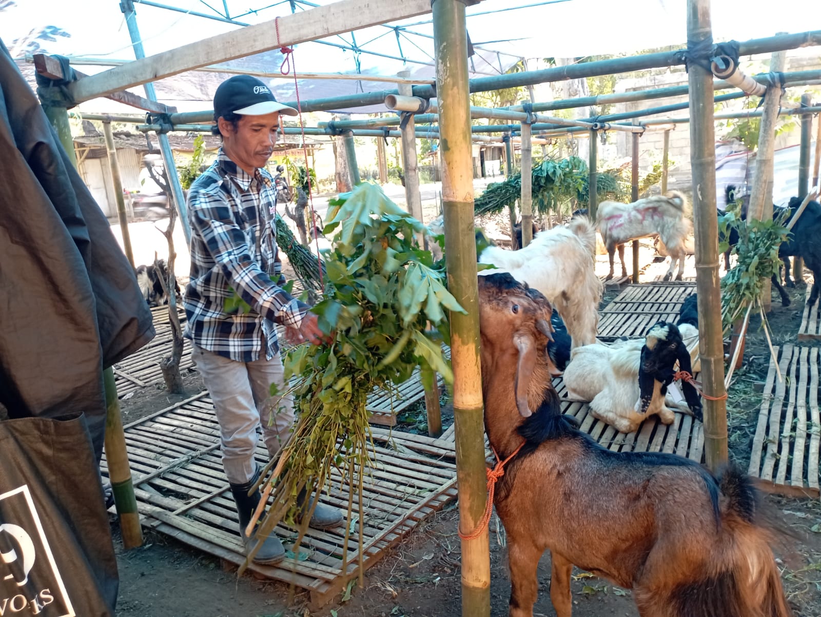 SIAP DIJUAL: Slamet memberi makan kambingnya yang dijual di tepi jalan raya Dusun Gombol, Desa Benelan Kidul, Kecamatan Singojuruh, Jumat (23/6)