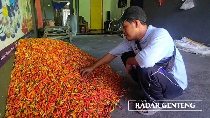 SIAP DIKIRIM: Suryo memilah cabai rawit di rumahnya Dusun Krajan, Desa Purwodadi, Kecamatan Gambiran, Kamis (22/6).