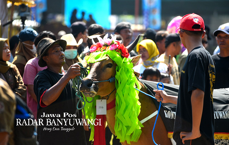 PAKAI OMPROG: Salah satu sapi yang dipamerkan pada ajang Banyuwangi Livestock Contest 2023 di RTH Kedayunan, Kecamatan Kabat, Selasa pekan lalu (20/6).