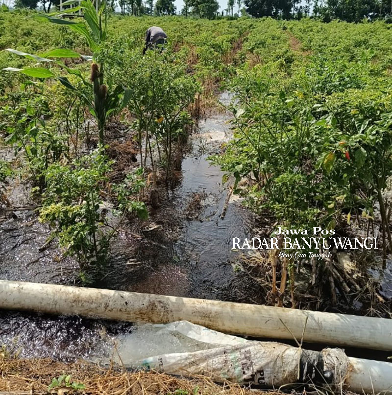 LANCAR: Air mengalir di lahan cabai di Desa Sidowangi, Kecamatan Wongsorejo, Banyuwangi.