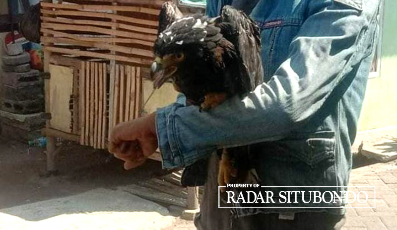Warga Kecamatan/Kota Situbondo menawarkan Elang Ular Bido di grub Facebook Info Seputar Situbondo (ISS), belum lama ini.