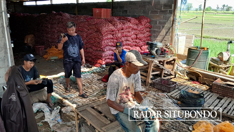 LEPAS LELAH: Sejumlah pekerja jahe di Desa Landangan, Kecamatan Kapongan, Situbondo, beristirahat di bawah tumpukan puluhan ton jahe, Selasa (4/7).