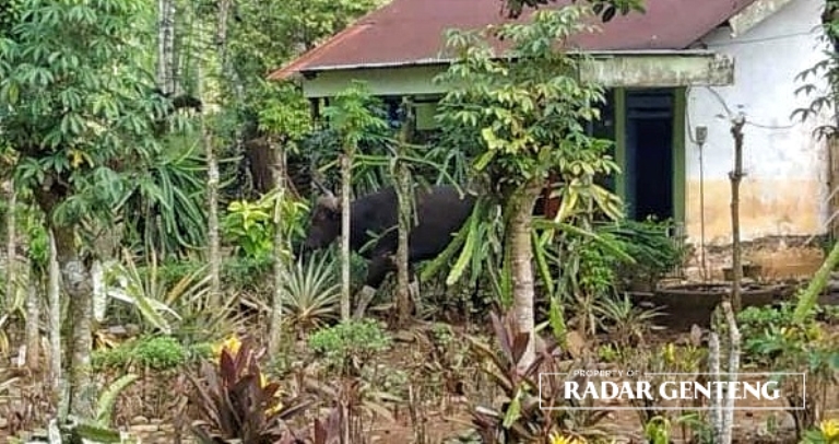 LIAR: Seekor Banteng liar muncul di perkampungan warga Afdeling Paal Empat, Dusun Sumberjambe, Desa Kandangan, Kecamatan Pesanggaran, Selasa (5/7)