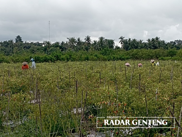 PETIK CABAI: Sejumlah petani memanen cabai rawit di tengah cuaca berawan di Dusun Krajan, Desa Purwodadi, Kecamatan Gambiran, Kamis (6/7).
