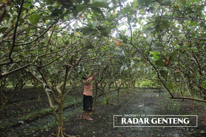 SEMRINGAH: Mujani memanen tanaman jambu Kristal di lahannya Dusun Krajan 1, Desa/Kecamatan Tegalsari, Kamis (6/7).