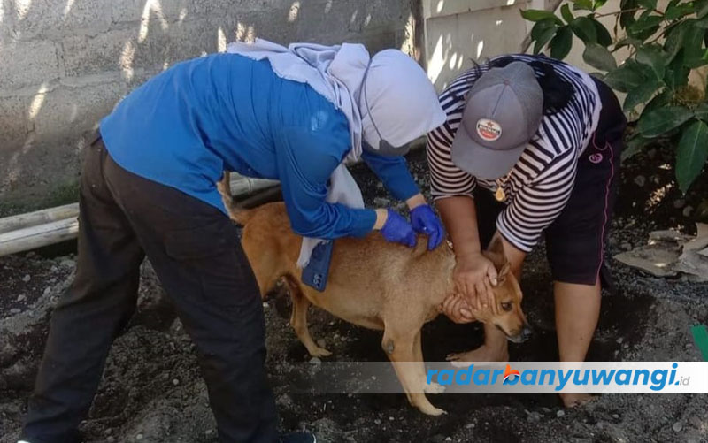 ANTISIPASI: Petugas menyuntikkan vaksin rabies pada seekor anjing di wilayah Kecamatan Tegaldlimo, Banyuwangi.