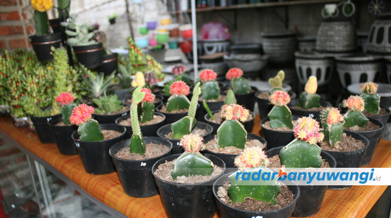 MUNGIL: Aneka jenis tanaman kaktus mini dalam media pot kecil.