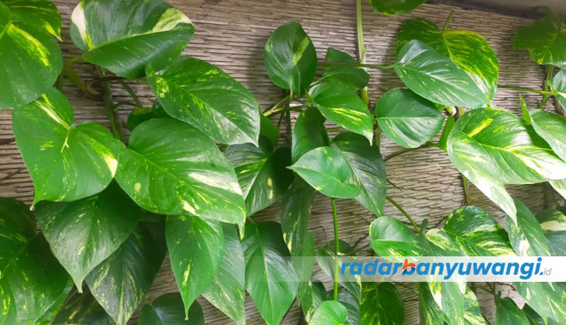 MERAMBAT: Tanaman sirih gading bisa ditempelkan pada tembok serta bisa ditanam di media pot.