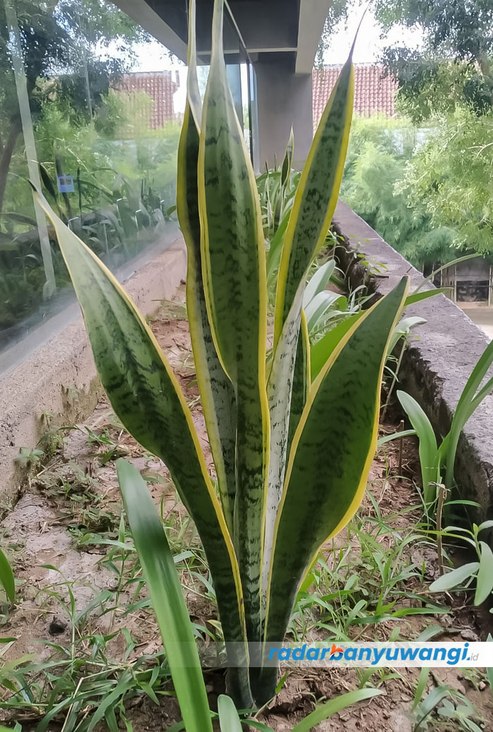LANTAI ATAS: Tanaman lidah mertua di teras gedung lantai dua Gedung Grha Pena, Jalan Brawijaya 77, Banyuwangi.