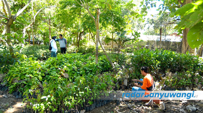 SIAP DIBAGIKAN: 5.000 bibit tanaman tertata rapi di E-Park GOR Tawangalun Banyuwangi. Ribuan bibit tanaman tersebut bakal dibagikan pada acara penutupan Sepekan Tamansuruh.