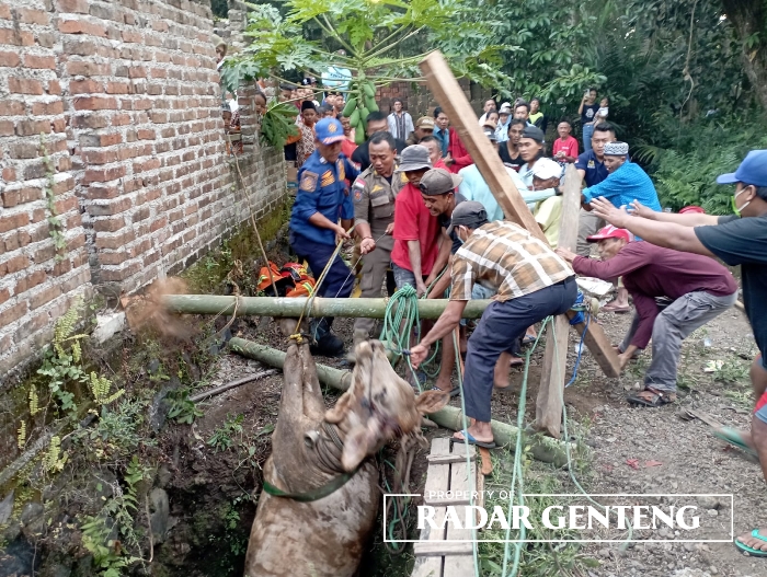 EVAKUASI: Petugas Damkar Srono dibantu warga berusaha mengeluarkan sapi benggala milik Wahyu di Dusun Pekiringan, Desa Sumbersari, Kecamatan Srono, Selasa (25/7).
