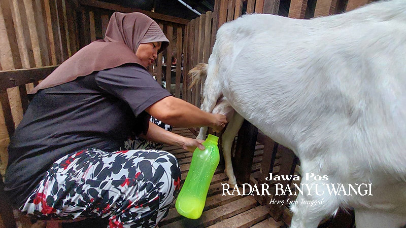 TELATEN: Peternak kambing perah asal Desa Bayu, Kecamatan Songgon, Siti Badriyah Mudahlan memerah susu di kandangnya, Minggu (30/7).