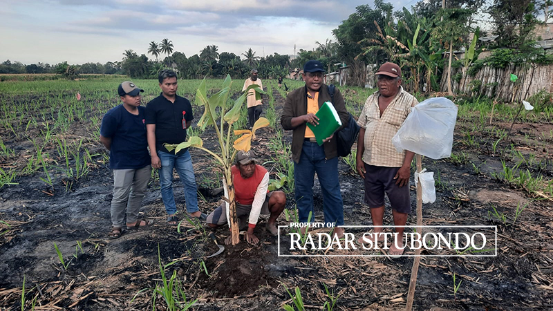 SENGKETA LAHAN: Empat ahli waris dari Danabi Amin menanam pohon pisang di lahannya tepat di sisi Jalan Raya, Desa Kendit, Kecamatan Kendit, Sabtu lalu (5/8) pukul 16.20.