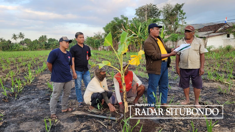SENGKETA LAHAN: Empat ahli waris dari Danabi Amin, menanam pohon pisang di lahannya tepat di sisi Jalan Raya, Desa Kendit, Kecamatan Kendit, Sabtu lalu (5/8).