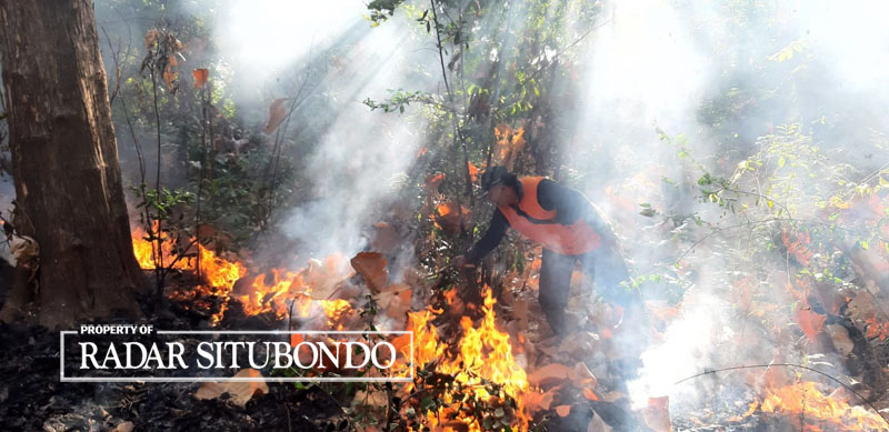 API MENYEBAR: Anggota BPBD Situbondo melakukan pemadaman kebakaran hutan jati RPH Bungatan, Dusun Pandansari, Desa Pasir Putih, Kecamatan Bungatan, Selasa (8/8).