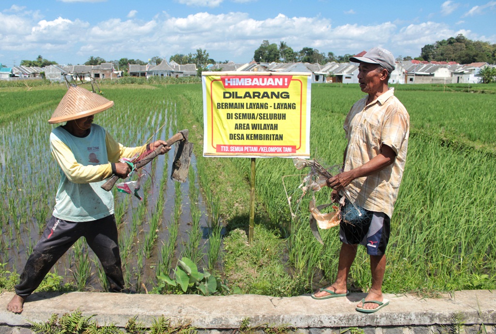 BIKIN KESAL: Petani asal Desa Kembiritan, Kecamatan Genteng dengan banner larangan bermain layangan di dekat sawahnya, Jumat(11/8).