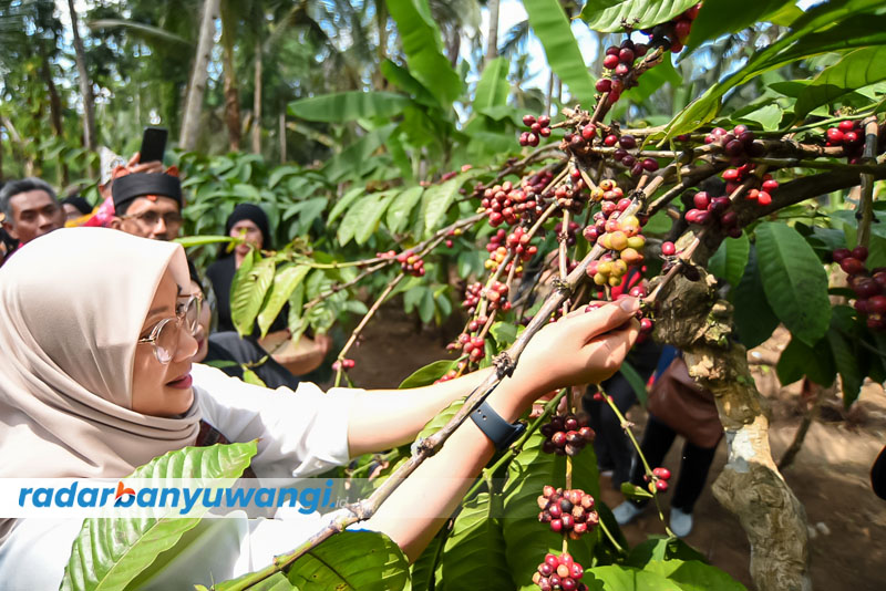 LANGSUNG DARI KEBUN: Bupati Ipuk Fiestiandani memetik kopi dalam rangkaian Pesta Rakyat Kopi Gombengsari di Desa Gombengsari, Kecamatan Kalipuro.